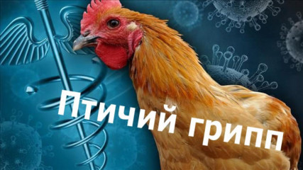 информация Управления Россельхознадзора о выявлении вируса птичьего гриппа - фото - 1